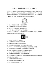 专题(二)　细胞的增殖、分化、衰老和死亡（含解析）-2024年高考生物二轮复习强化练