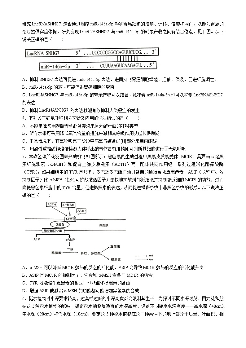 2024岳阳高三下学期二模生物试题含答案02