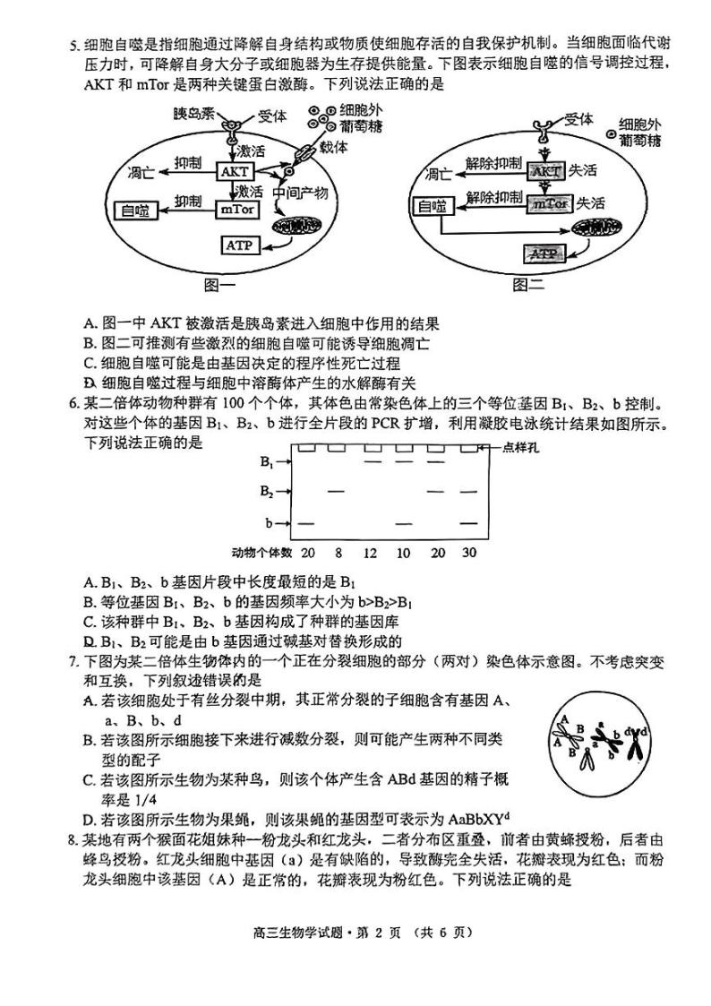 安徽省黄山市2024届高三下学期4月第二次质量检测试题（二模） 生物试题及答案02