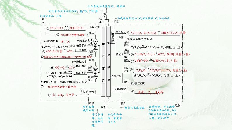 新教材高考生物二轮复习专题二细胞代谢第二讲光合作用与细胞呼吸课件第3页