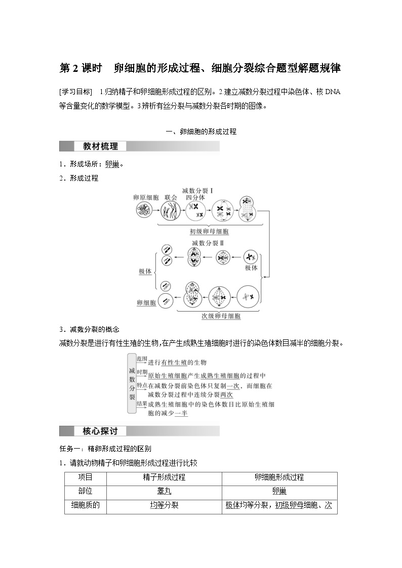 2024年高中生物新教材同步学案 必修第二册 第2章　第1节　第2课时　卵细胞的形成过程、细胞分裂综合题型解题规律（含解析）