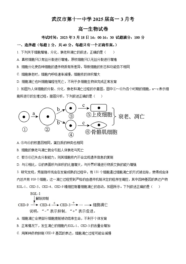 湖北省武汉市第十一中学2023-2024学年高一下学期3月月考试题 Word版无答案第1页