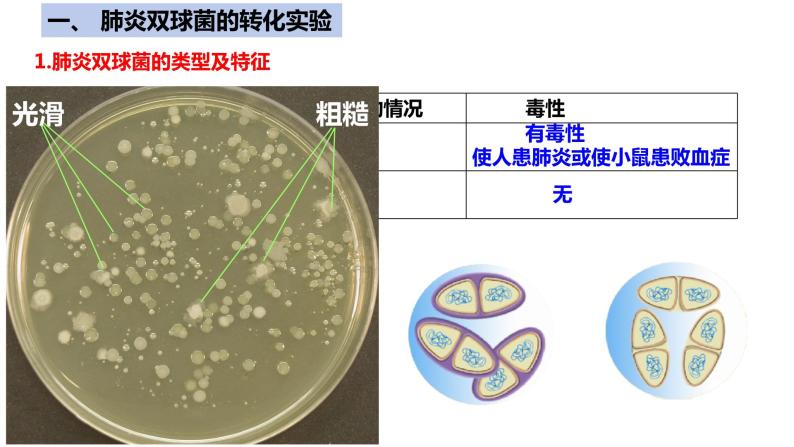 【期中复习】人教版2019必修2023-2024学年高一下册生物 第3章 基因的本质（考点复习）06