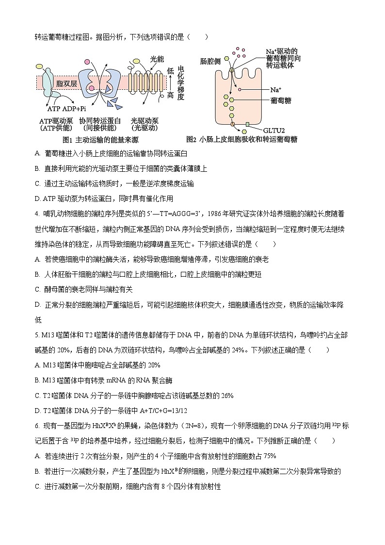 湖南省多校2024届高三下学期4月大联考生物试题(原卷版)第2页
