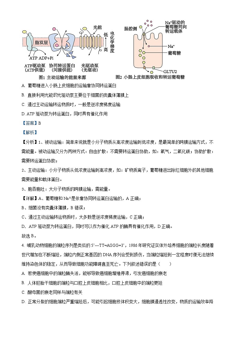 湖南省多校2024届高三下学期4月大联考生物试题(解析版)第3页