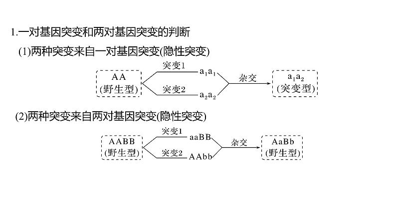 新教材2024届高考生物二轮复习5课时4突破生物变异类型的实验大题课件第4页
