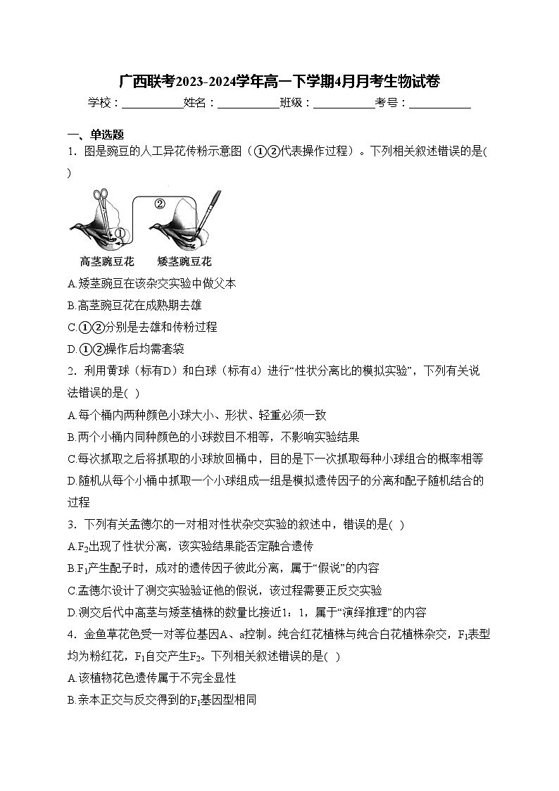 广西联考2023-2024学年高一下学期4月月考生物试卷(含答案)01