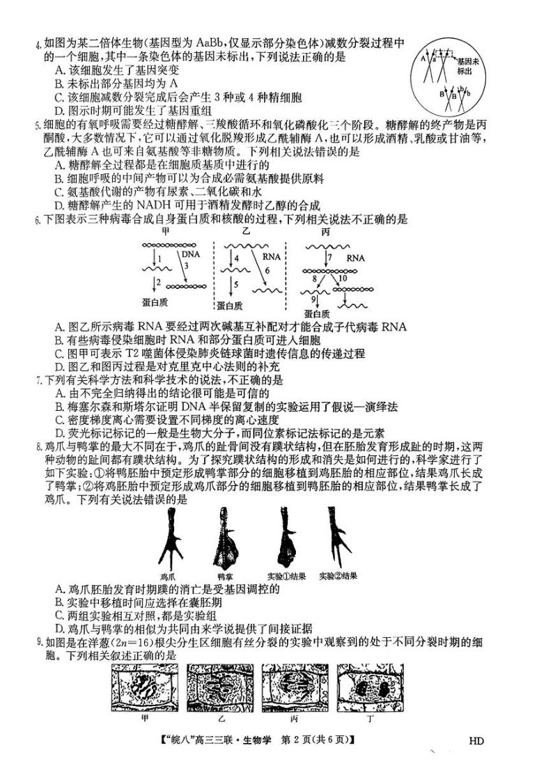 2024安徽省皖南八校高三下学期4月第三次联考试题生物PDF版含解析02
