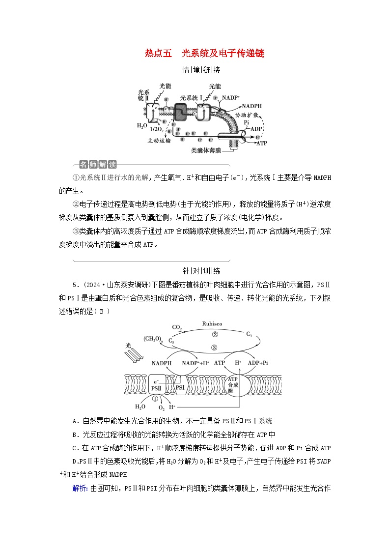 2025版高考生物一轮总复习教案必修1情境拓展2光呼吸C4植物等特殊代谢类型热点五光系统及电子传递链