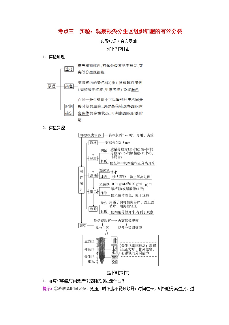 2025版高考生物一轮总复习教案必修1第四单元细胞的生命历程第一讲细胞的增殖考点三实验：观察根尖分生区组织细胞的有丝分裂