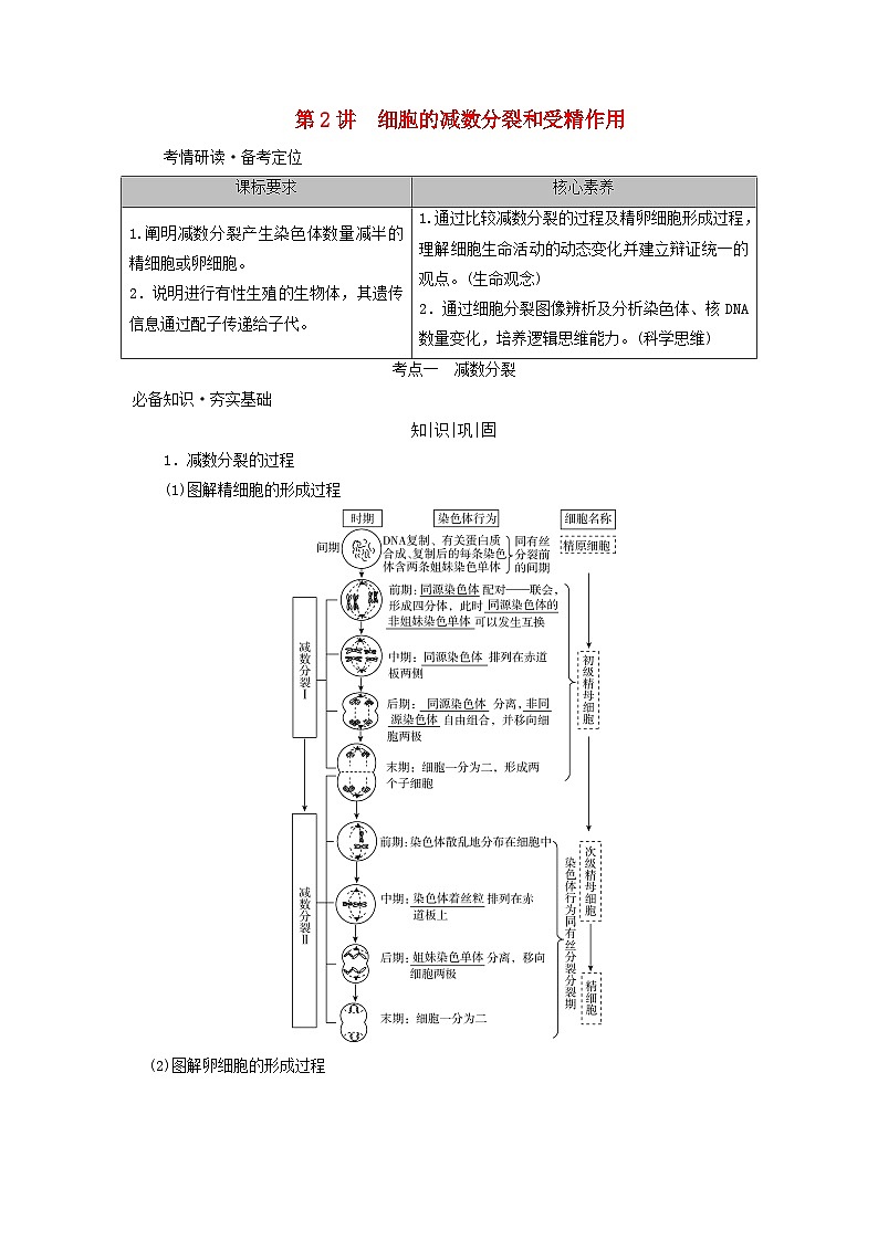 2025版高考生物一轮总复习教案必修1第四单元细胞的生命历程第二讲细胞的减数分裂和受精作用考点一减数分裂第1页