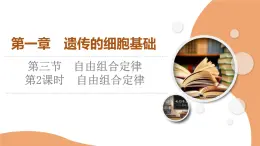 2023-2024学年  必修二　苏教版  自由组合定律  课件