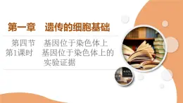 2023-2024学年  必修二　苏教版 基因位于染色体上的实验证据  课件