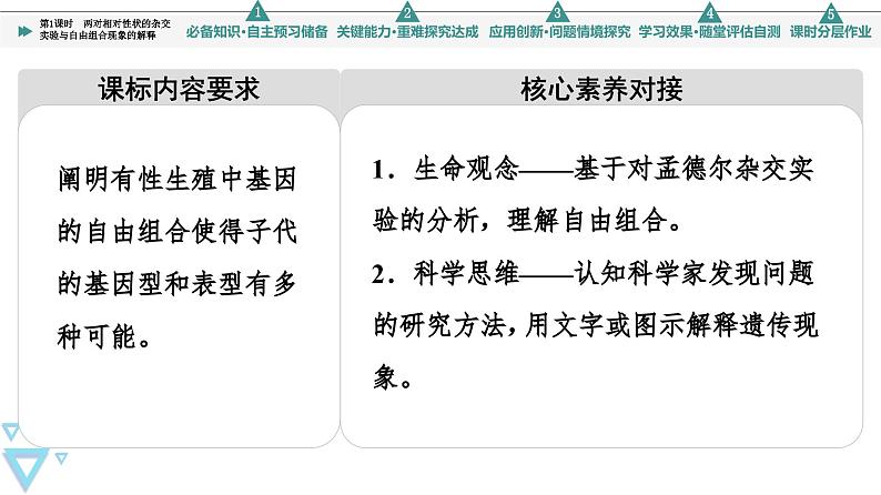 2023-2024学年 必修二 苏教版 两对相对性状的杂交实验与自由组合现象的解释 课件第2页