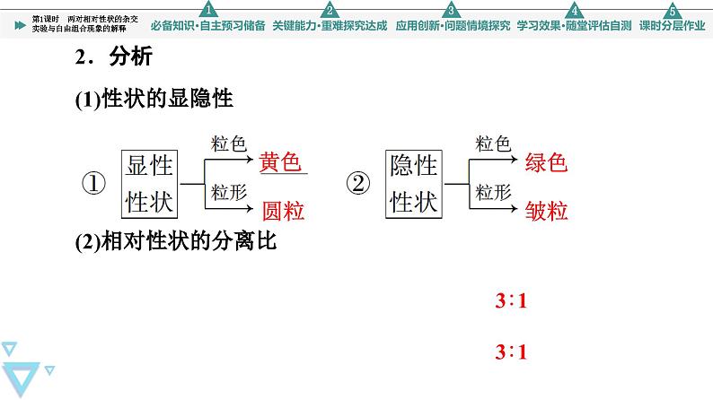 2023-2024学年 必修二 苏教版 两对相对性状的杂交实验与自由组合现象的解释 课件第5页