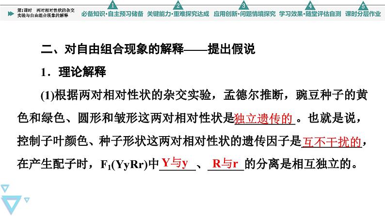 2023-2024学年 必修二 苏教版 两对相对性状的杂交实验与自由组合现象的解释 课件第6页
