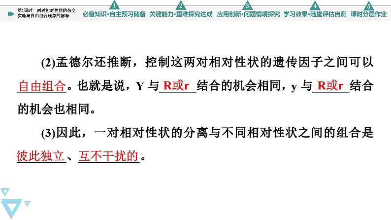 2023-2024学年 必修二 苏教版 两对相对性状的杂交实验与自由组合现象的解释 课件第7页