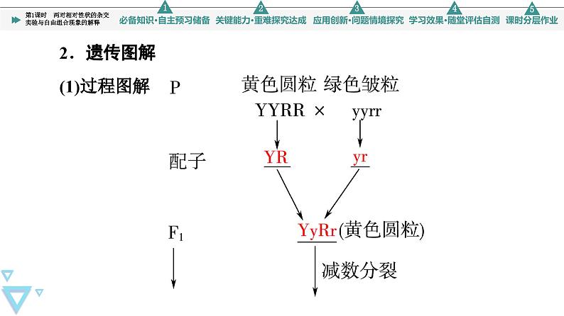 2023-2024学年 必修二 苏教版 两对相对性状的杂交实验与自由组合现象的解释 课件第8页