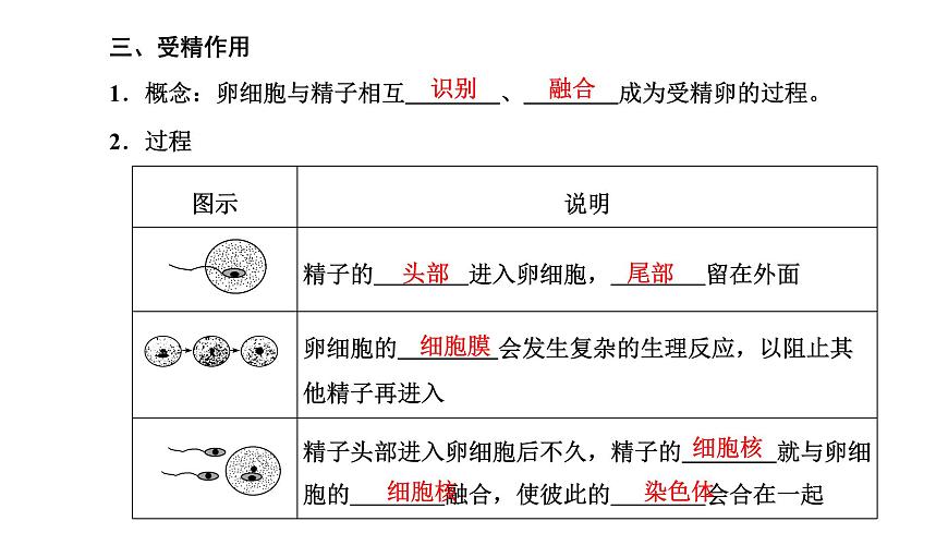 人教版高中生物必修2第2章基因和染色體的關系第1節(jié)減數(shù)分裂和受精作用第2課時受精作用課件第4頁