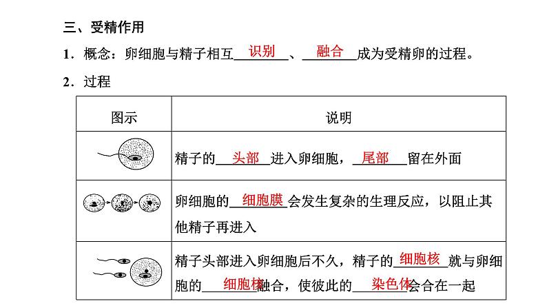 人教版高中生物必修2第2章基因和染色体的关系第1节减数分裂和受精作用第2课时受精作用课件04