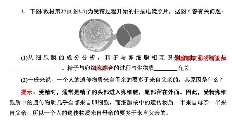 人教版高中生物必修2第2章基因和染色体的关系第1节减数分裂和受精作用第2课时受精作用课件07