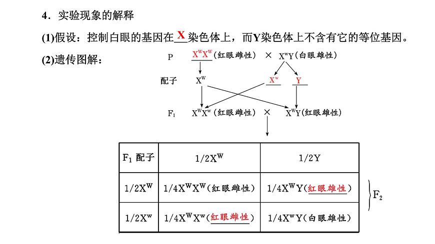 人教版高中生物必修2第2章基因和染色體的關(guān)系第2節(jié)基因在染色體上課件第5頁