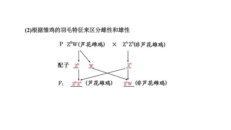 人教版高中生物必修2第2章基因和染色体的关系第3节伴性遗传课件第7页