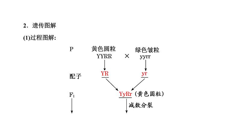 人教版高中生物必修2第1章遗传因子的发现第2节孟德尔的豌豆杂交实验(二)第1课时自由组合定律的发现课件第5页