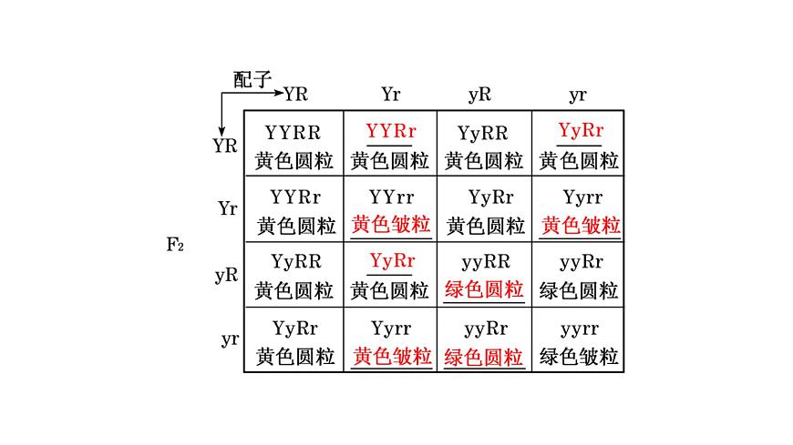 人教版高中生物必修2第1章遺傳因子的發(fā)現(xiàn)第2節(jié)孟德?tīng)柕耐愣闺s交實(shí)驗(yàn)(二)第1課時(shí)自由組合定律的發(fā)現(xiàn)課件第6頁(yè)