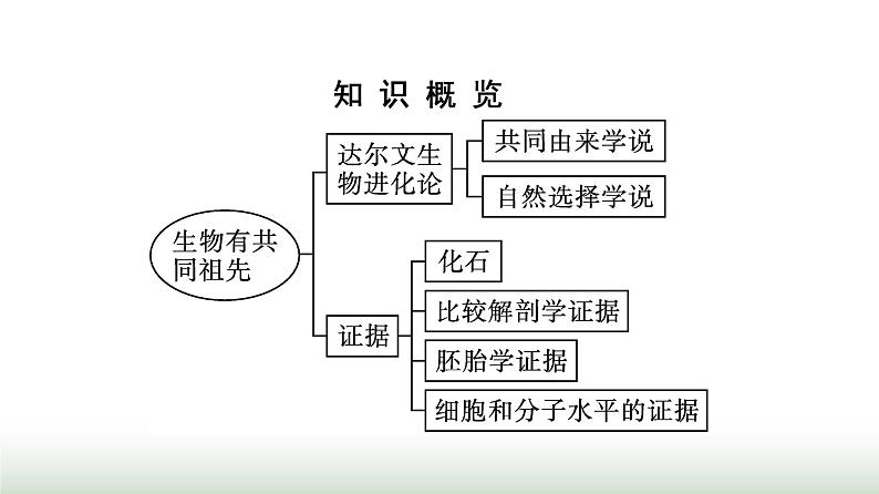 人教版高中生物必修二第6章生物的进化第1节生物有共同祖先的证据课件第3页