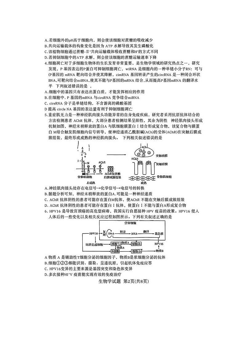 2024届安徽省示范高中皖北协作区26届高三联考生物试题第2页