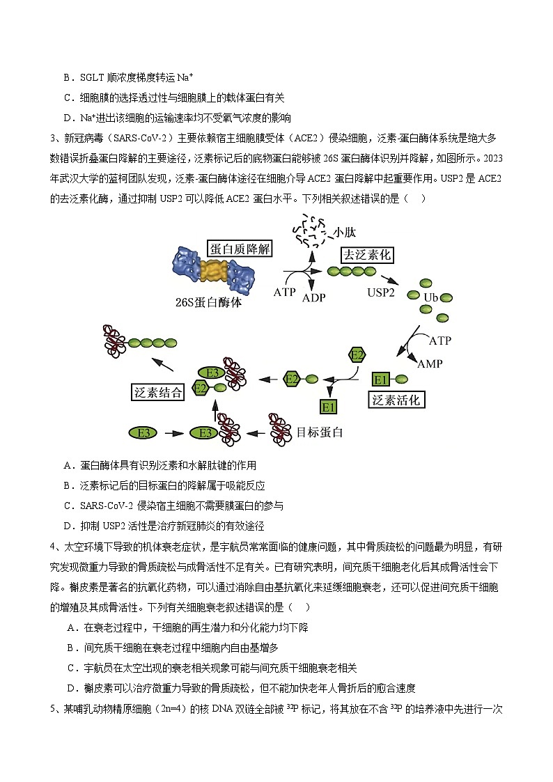 2024年高考押題預(yù)測卷—生物（安徽卷02）（考試版）第2頁