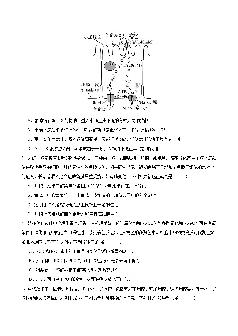 2024年高考押题预测卷—生物(广东卷02)(考试版)第2页