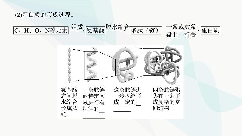 高考生物复习必修一第一单元第三讲蛋白质和核酸课件第6页