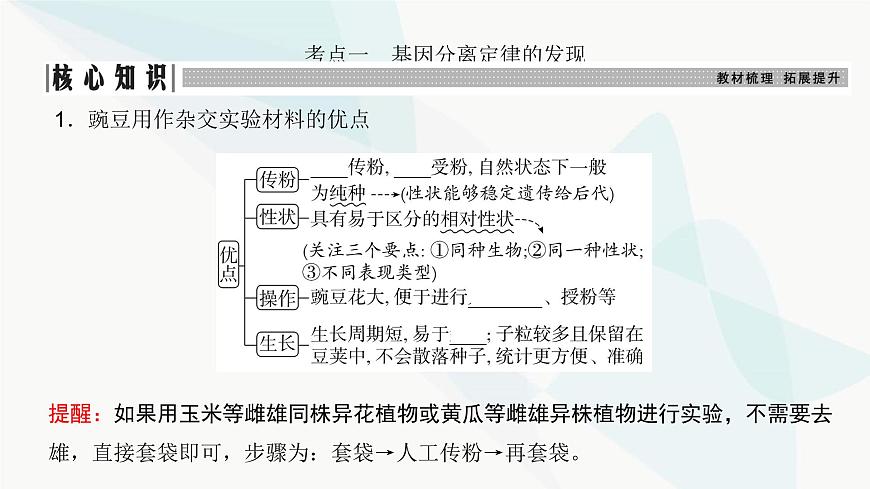 高考生物復(fù)習(xí)必修二第五單元第十三講基因的分離定律課件第3頁