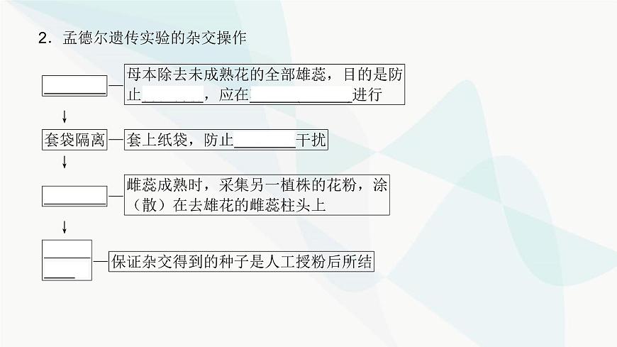 高考生物復(fù)習(xí)必修二第五單元第十三講基因的分離定律課件第4頁