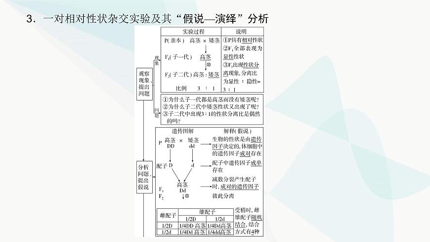 高考生物復(fù)習(xí)必修二第五單元第十三講基因的分離定律課件第5頁
