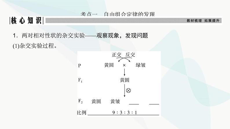 高考生物复习必修二第五单元第十四讲基因的自由组合定律课件第3页