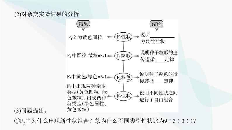 高考生物复习必修二第五单元第十四讲基因的自由组合定律课件第4页