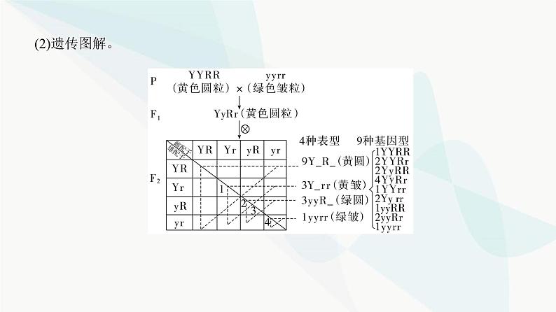 高考生物复习必修二第五单元第十四讲基因的自由组合定律课件第6页