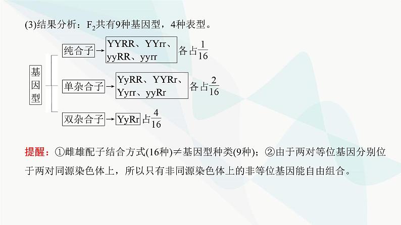 高考生物复习必修二第五单元第十四讲基因的自由组合定律课件第7页