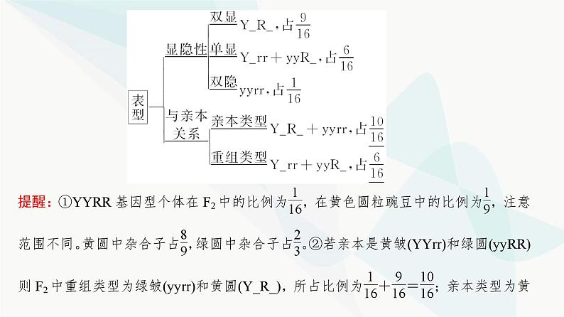 高考生物复习必修二第五单元第十四讲基因的自由组合定律课件第8页