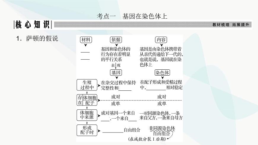 高考生物復(fù)習(xí)必修二第五單元第十五講伴性遺傳和人類(lèi)遺傳病課件第3頁(yè)