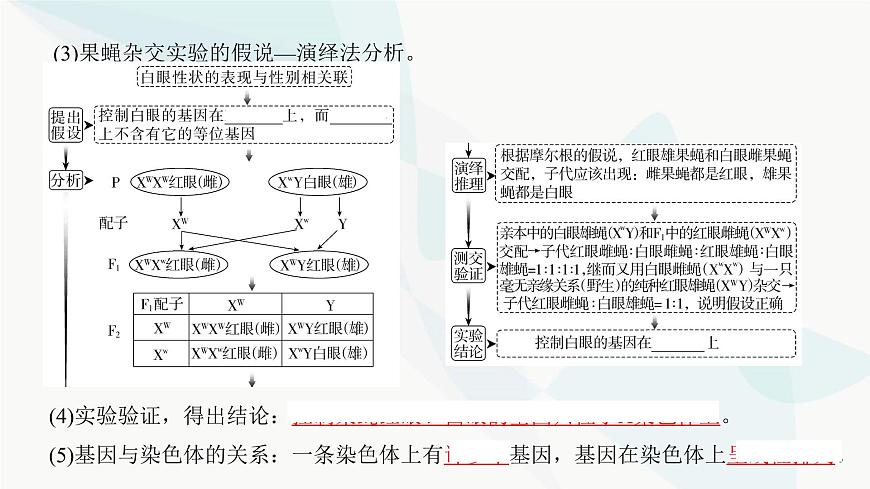 高考生物復(fù)習(xí)必修二第五單元第十五講伴性遺傳和人類(lèi)遺傳病課件第5頁(yè)