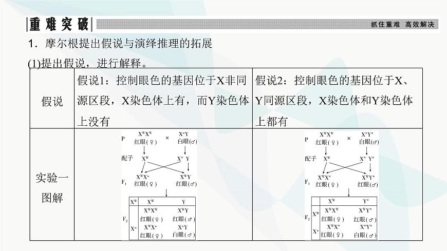 高考生物復(fù)習(xí)必修二第五單元第十五講伴性遺傳和人類(lèi)遺傳病課件第6頁(yè)
