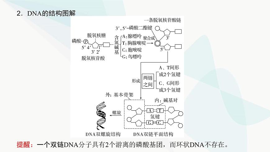 高考生物復(fù)習(xí)必修二第六單元第十七講DNA的結(jié)構(gòu)、復(fù)制及基因的本質(zhì)課件第4頁
