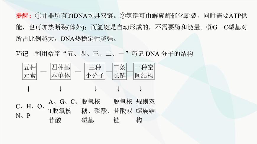 高考生物復(fù)習(xí)必修二第六單元第十七講DNA的結(jié)構(gòu)、復(fù)制及基因的本質(zhì)課件第6頁