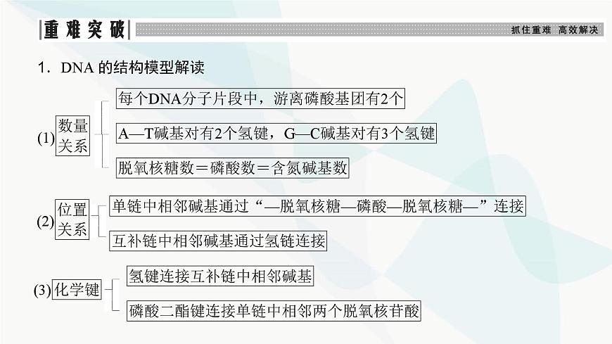 高考生物復(fù)習(xí)必修二第六單元第十七講DNA的結(jié)構(gòu)、復(fù)制及基因的本質(zhì)課件第7頁