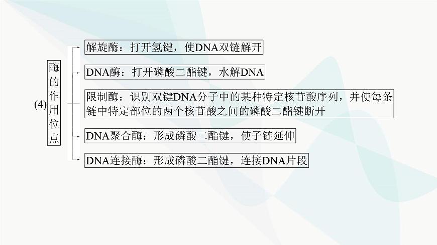 高考生物復(fù)習(xí)必修二第六單元第十七講DNA的結(jié)構(gòu)、復(fù)制及基因的本質(zhì)課件第8頁