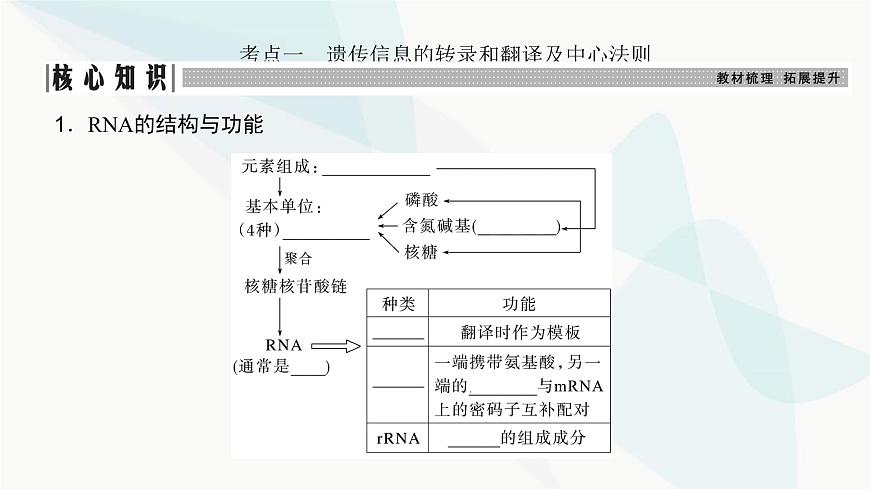 高考生物復習必修二第六單元第十八講基因的表達課件第3頁